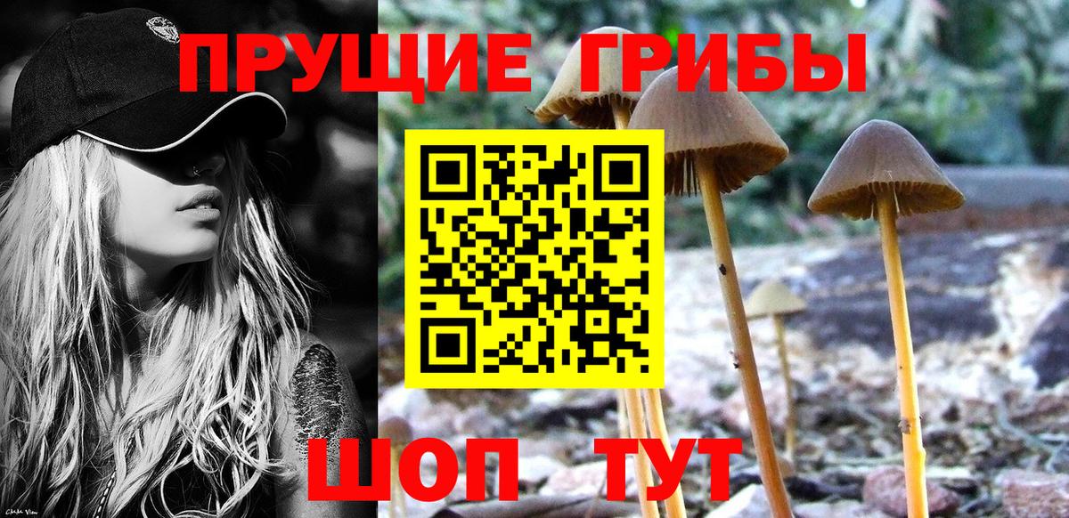 Псилоцибиновые грибы Cubensis Североморск